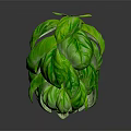Four Pots of Basil Plants With Lush Green Leaves Arranged on Black Background and Reflections