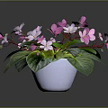 Fresh Potted Plant With Pink And White Flowers And Green Leaves