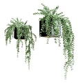 Hanging Bonsai Potted Plants With Cascading Green Foliage In Black Planters