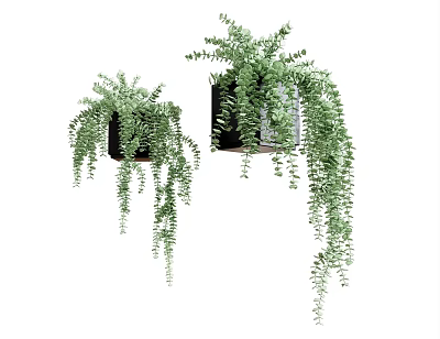 Hanging Bonsai Potted Plants With Cascading Green Foliage In Black Planters 3d model