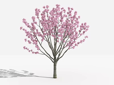 Modern Peach Tree 3d model