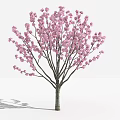 Modern Peach Tree 3d model