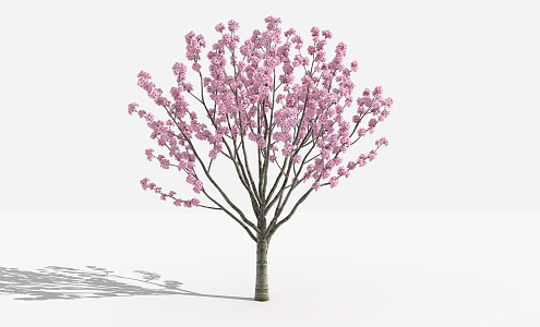 Modern Peach Tree 3d model