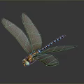 3D Dragonfly Model With Transparent Veined Wings Blue Gold Striped Shiny Body