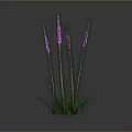 Purple Sea Anemone With Green Grass Like Tentacles Growing On Gray Background