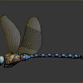 3D Dragonfly Model With Transparent Veined Wings Blue Gold Striped Shiny Body