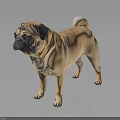 Adorable Light Brown Pug Standing on Dark Background with Shiny Reflection