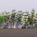 Various Types of Arbor Trees with Stones Against White Wall