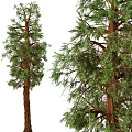 Tall Lush Trees With Green Foliage And Rough Trunk Texture Natural Appearance