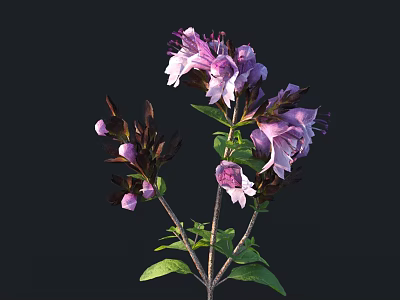 Purple Flowering Floral Plant with Green Leaves and Dark Brown Stems Against Black Background 3d model