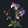 Purple Flowering Floral Plant with Green Leaves and Dark Brown Stems Against Black Background