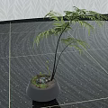Bonsai Plant With Fern Leaves In Gray Pot On Indoor Textured Floor