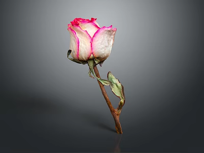 Dried Pink and White Rose in Simple Vase with Wilted Stem on Dark Background 3d model