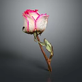 Dried Pink and White Rose in Simple Vase with Wilted Stem on Dark Background