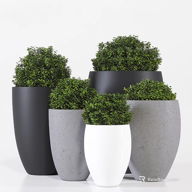 Bonsai Potted Plants With Round Green Foliage In Black Gray White Pots 3d model 