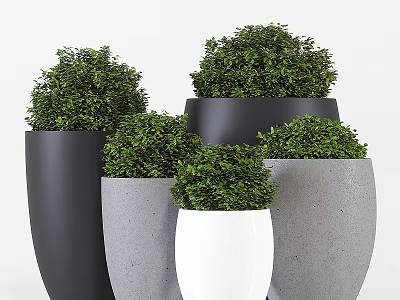 Bonsai Potted Plants With Round Green Foliage In Black Gray White Pots 3d model