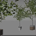 Potted Bonsai Trees With Green Foliage In Grey White And Wooden Planters