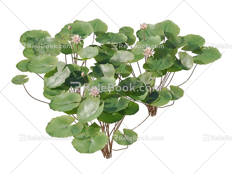 lotus water lily flower white water lily lotus water lotus lotus lotus lotus flower lotus lotus flower lotus flower water cheese floating plants aquatic plants algae aquatic plants 3d model