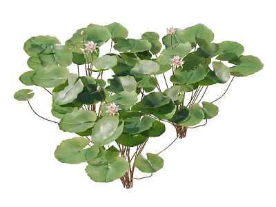 Aquatic Plants With Round Green Leaves And Pink Flowers For Water Garden 3d model