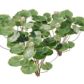 lotus water lily flower white water lily lotus water lotus lotus lotus lotus flower lotus lotus flower lotus flower water cheese floating plants aquatic plants algae aquatic plants 3d model