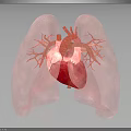 3D Rendered Human Heart And Lungs With Detailed Blood Vessel Structure