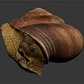 Shiny Reddish Brown Shell Snail With Yellow Body On Dark Background
