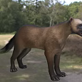 Ike mammoth badger animal 3d model