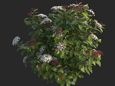 Lush Green Shrub Featuring White and Red Flowers with Fresh Leaves 3d model