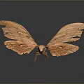 Orange Moth With Tattered Wings And Eyespot Patterns On Dark Background Close Up View