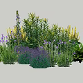 Mixed Garden Flowers And Plants With Purple Lavender And Green Foliage