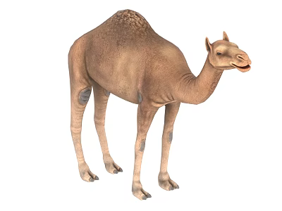 Brown Dromedary Camel Standing Pose With Distinctive Hump And Leg Spots 3d model