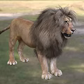 Majestic Male Lion With Thick Mane Standing In Natural Grassland Habitat