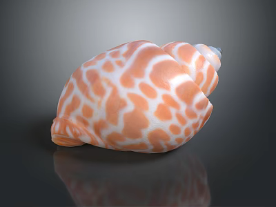 Decorative Ornament Set With Orange White Spotted Conch Shell For Home Decor 3d model