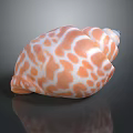 Decorative Ornament Set With Orange White Spotted Conch Shell For Home Decor