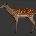 Realistic Spotted Brown Fawn Standing Isolated On Dark Background With Reflection 3d model