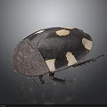 Black beetle with distinct white spots on its back and dark exoskeleton 3d model