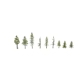 Various Types Of Evergreen Arbor Trees With Different Heights And Natural Shapes