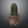 Green Cactus Plant In Newspaper Wrapped Pot With Pink Ribbon Decoration