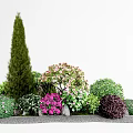 Various Colorful Flowering Shrubs With Pink Purple Blooms In Garden Landscape