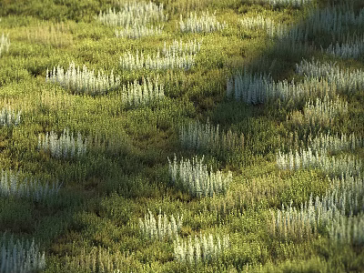 Lush Green Meadow With White Flowering Plants And Natural Scenery 3d model