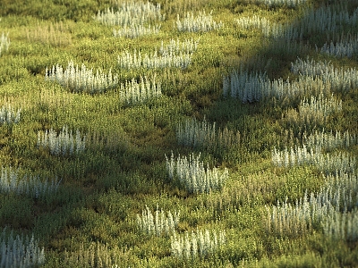 The grass is green 3d model