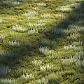 Lush Green Meadow With White Flowering Plants And Natural Scenery