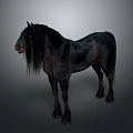 Black Horse With Long Mane And Tail Standing On Gray Background