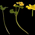 Yellow Flowering Plant with Green Round Leaves and Bright Blooms on Stems
