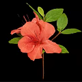 Pink Azalea Flowers With Green Leaves And Stem On Black Background