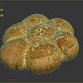 Freshly Baked Golden Round Shaped Bread with Sesame Seeds on Top