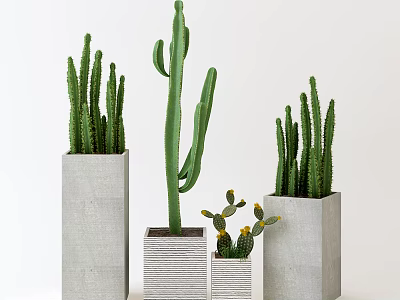 Various Potted Cactus Plants In Gray Concrete Planters With Different Heights And Yellow Flowers 3d model