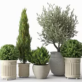Bonsai and Potted Plants Featuring Various Shapes Sizes and Decorative Textured Ceramic Pots