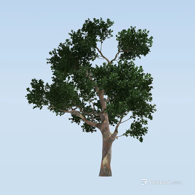 Tall Healthy Arbor with Dense Green Leaves and Brown Trunk in Clear Sky 3d model 