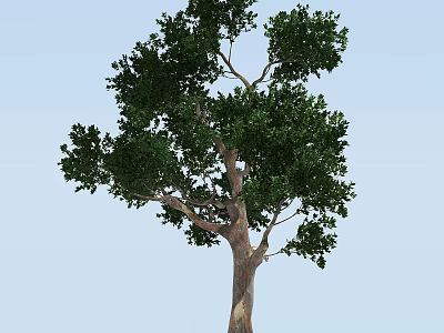 Tall Healthy Arbor with Dense Green Leaves and Brown Trunk in Clear Sky 3d model